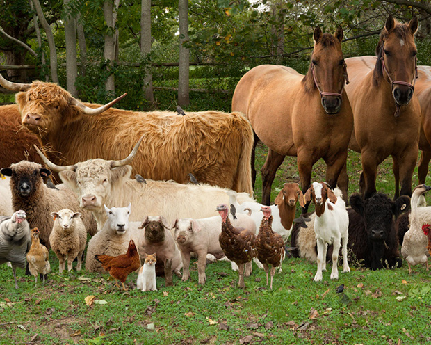 farm animals, Rebecca plans to have a Farm Sanctuary